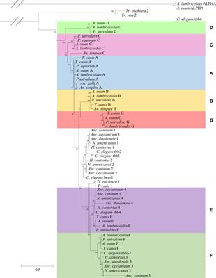 In Silico Docking of Nematode β-Tubulins With Benzimidazoles Points to Gene Expression and Orthologue Variation as Factors in Anthelmintic Resistance
